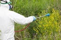 Man in protective workwear spraying herbicide on ragweed. Weed control. Royalty Free Stock Photo