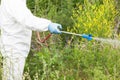 Man in protective workwear spraying herbicide on ragweed. Weed control. Royalty Free Stock Photo