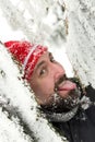 Man protuding his tongue to the icy fir needles Royalty Free Stock Photo