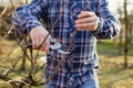 A man prunes a fruit tree outside in the garden Royalty Free Stock Photo