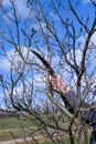 A man prunes a neglected plum tree, removes old and unnecessary branches, tree pruning work.