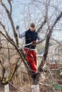 Man Pruning Fruit Tree Branches with Loppers in Early Spring Garden Royalty Free Stock Photo