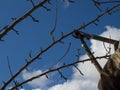 Man pruning fruit tree branches. Royalty Free Stock Photo