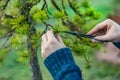 Man pruning japanese bonsai tree Royalty Free Stock Photo