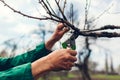 Man pruning tree with clippers. Male farmer cuts branches in spring garden with pruning shears or secateurs Royalty Free Stock Photo