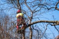 Man pruning tree tops using a saw. Lumberjack wearing protection gear and sawing branches after storm in the city. High risk job Royalty Free Stock Photo