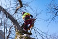 Man pruning tree tops using a saw. Lumberjack wearing protection gear and sawing branches after storm in the city. High risk job Royalty Free Stock Photo