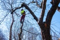 Man pruning tree tops using a saw. Lumberjack wearing protection gear and sawing branches after storm in the city. High risk job Royalty Free Stock Photo