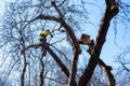 Man pruning tree tops using a saw. Lumberjack wearing protection gear and sawing branches after storm in the city. High risk job Royalty Free Stock Photo