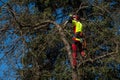 Man pruning tree tops using a saw. Lumberjack wearing protection gear and sawing branches after storm in the city. High risk job Royalty Free Stock Photo