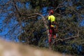 Man pruning tree tops using a saw. Lumberjack wearing protection gear and sawing branches after storm in the city. High risk job Royalty Free Stock Photo