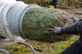 Man pulling a freshly sawn fir tree through a tube to wrap it in a net Royalty Free Stock Photo