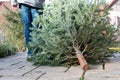 A man pulling the old christmas tree away Royalty Free Stock Photo