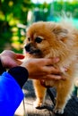 The man pulls his hands to the dog. Royalty Free Stock Photo