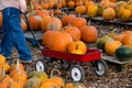 Pulling a wagon of pumpkins