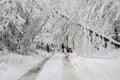 Man pushing snowblower on road with fallen trees in winter snow storm Royalty Free Stock Photo