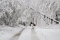 Man pushing snowblower on road with fallen trees in winter snow storm Royalty Free Stock Photo