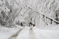 Man pushing snowblower on road with fallen trees in winter snow storm Royalty Free Stock Photo