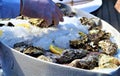 Man puts, closed oysters with ice on a dish, delicacies of the sea