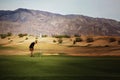 Furnace Creek Golf Course Death Valley Royalty Free Stock Photo