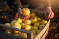 Man puts yellow ripe golden apple to a wooden box of yellow at the orchard farm. Grower harvesting in the garden and