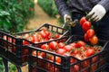 Man putting harvested tomatoes in box in garden