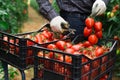 Man putting harvested tomatoes in box in garden