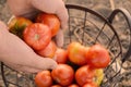 Man putting ripe tomatoes into basket, closeup Royalty Free Stock Photo
