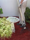 Man Rakes Mulch for Flower Garden