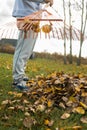 A man raking autumn leaves with a rake in the garden. Royalty Free Stock Photo