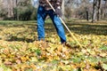 Man raking leaves in autumn Royalty Free Stock Photo