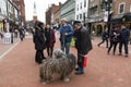 Man with rare striking puli dogs covered in dreadlocks talking to people