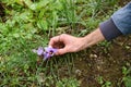 Man reaching down to pick purple saffron flowers Royalty Free Stock Photo