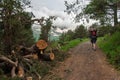 Man with red backpack and trekking poles goes up mountain road through forest. Caucasus Mountains, Gorge Terskol Royalty Free Stock Photo