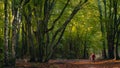 Man with red jacket hiking in the forest Royalty Free Stock Photo