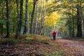 Man with red jacket hiking in the forest Royalty Free Stock Photo