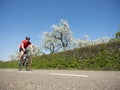Man in red shirt on bicycle races along dutch country road next to blooming apple blossom tree in spring