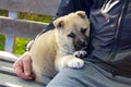 A man relaxing in the garden on a bench with his pet. A cute Alabai puppy cuddled up to its owner.