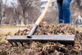 A man removes old grass with a rake