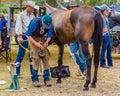 Murrurundi, NSW, Australia, 2018, February 24: Competitor in the King of the Ranges Horse Shoeing Competition