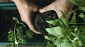Man is replanting a mint plant, web banner Royalty Free Stock Photo