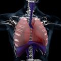 Man respiratory system, lungs and diafragma