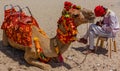 Man resting from the scorching sun in the protective shade of his decorated riding camel Royalty Free Stock Photo