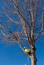 Man rests in an oak tree looking up at the branches