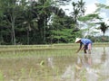 Man working in the ricefields in Indonesia Royalty Free Stock Photo