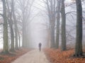 man rides bike between beech trees on sand road in the netherlands near utrecht