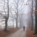 man rides bike between beech trees on sand road in the netherlands near utrecht