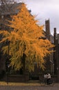 Man rides bike on a calm autumn day when leaves fall from an orange colored tree in Eindhoven, Netherlands