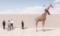 Man rides a giraffe to see beyond the wall Royalty Free Stock Photo