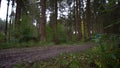 A man rides his bicycle at an idyllic but rainy day in a green forest.